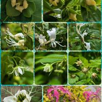 スイカズラ,ニゲラ,ラズベリー,柿の花,自宅庭にての画像