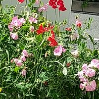 スイートピー,スイートピー,春の花,赤い花,庭の花の画像