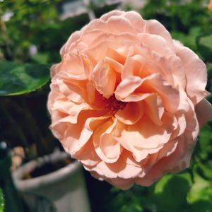 バラ プリンセスシャルレーヌドゥモナコ,薔薇♪,ベランダ,庭の画像