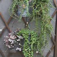 グリーンネックレス,アーモンドネックレス,ドルフィンネックレス,かおりんさんのリメイク鉢,ﾊｰﾄｶｽﾞﾗAの画像