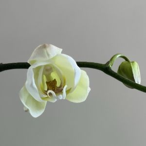 胡蝶蘭の画像