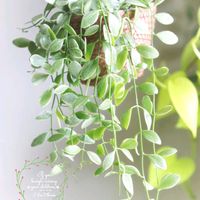 ディスキディア,ディスキディア・エメラルド,観葉植物,可愛い,癒しの画像