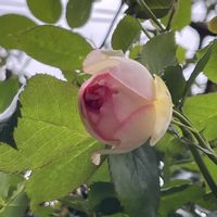 ピエールドゥロンサール,花のある暮らし,マンション専用庭,ばら バラ 薔薇の画像