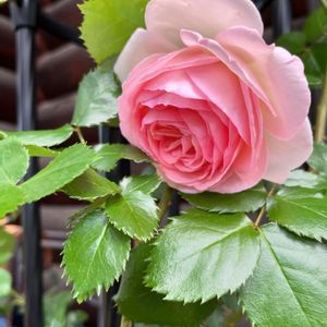 ピエ―ルドロンサール,ウッドデッキ,バラ 鉢植え,花のある暮らし,緑のある暮らしの画像