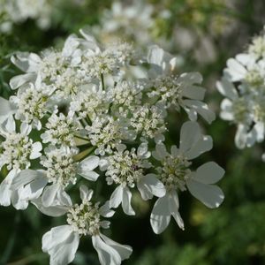 オルレア,✨噴水⛲️✨,セリ科オルレア属,切り花,白い花の画像