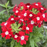 バーベナ,寄せ植え,赤い花,ネコ好き,プランター植えの画像