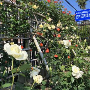 庭園,花のある暮らし,綺麗✨,ばら バラ 薔薇,旧吉田茂邸の画像
