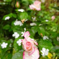 オオデマリ,バラ,庭の画像