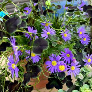 クローバー,紫の花,ガーデニング初心者,玄関アプローチ,庭の画像