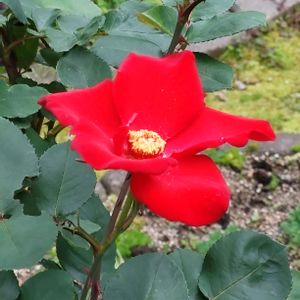 山口県民,花壇,赤いバラ,スマホ撮影,4番花の画像