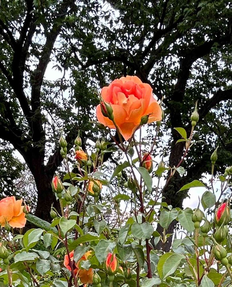 モモさんの港の見える丘公園への投稿