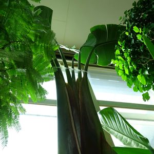 観葉植物,部屋の画像