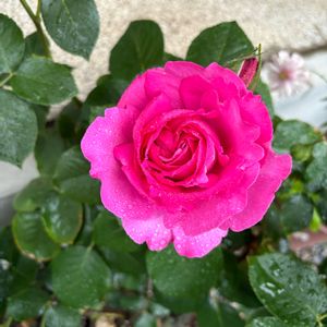 イヴ・ピアジェ,バラ 鉢植え,バラ・ハイブリッドティー,小さな庭の画像