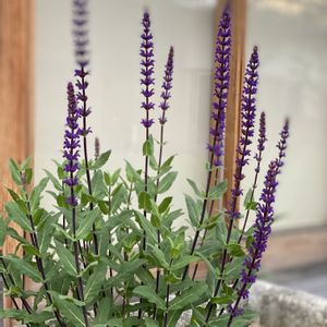 サルビア ネモローサ,地植え,開花,緑が好き,紫色の花の画像