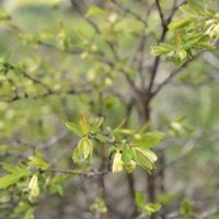 オダマキ,ツルニチニチソウ,枝垂れ桜,ハスカップ,西洋オダマキの画像
