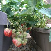 イチゴ,ガーデニング,マイガーデン,プランター野菜,庭記録の画像