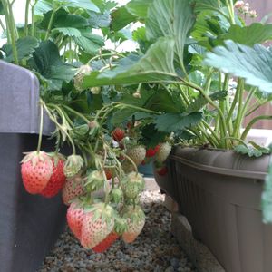 イチゴ,ガーデニング,マイガーデン,プランター野菜,庭記録の画像