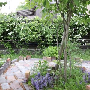 モッコウバラ,白モッコウバラ,レンガ,花のある暮らし,庭づくりの画像