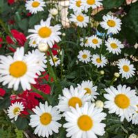 シャクナゲ,ナデシコ,マーガレット,癒し,可愛い花の画像
