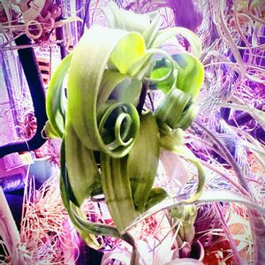 エアプランツ,チランジア属,ブロメリア科,植物のある暮らし,ビザールプランツの画像