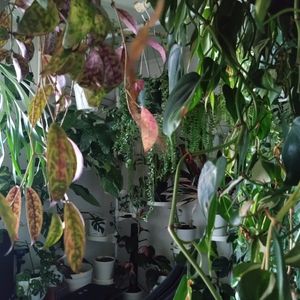 観葉植物,ジャングル,ジャングル化計画,部屋の画像