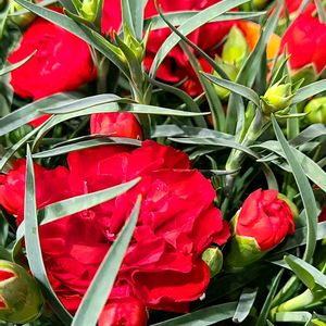 カーネーション,母の日プレゼント,ナデシコ科,今日のお花,赤い花❤の画像