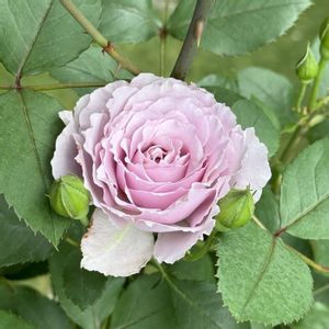 バラ リベルラ,鉢植え,ガーデニング初心者,ばら バラ 薔薇,マンションの庭の画像