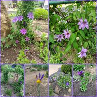 タイム,お庭作り中,木曜日は木,愛しの紫♡,広い庭の画像