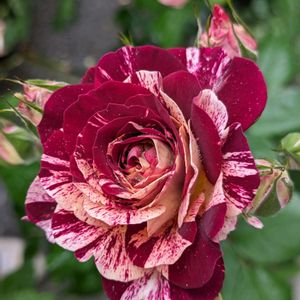 バラ,バラ  ベルデスピヌーズ,癒しの植物,バラを楽しむ,絶妙な色の画像