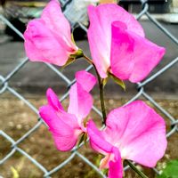 スイートピー,ウォーキングにて,フェンスの中の花壇に植えられている,フェンスの外で開花の画像