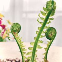 クサソテツ,こごみ,お気に入りの植物,ベランダの画像