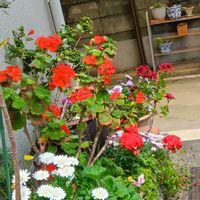 鉢植え,花のある暮らし,ゼラニウム♡,クリスマスホーリー♡,おうち園芸の画像