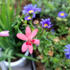 花のある暮らし,お花畑    ,素敵ですね〜❣️,まぁるい♡,ピンクの小さな花の画像