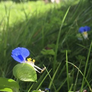 ツユクサ,芝生,つゆくさ,ブルーの花,お庭の芝生自慢フォトコンテスト2024の画像