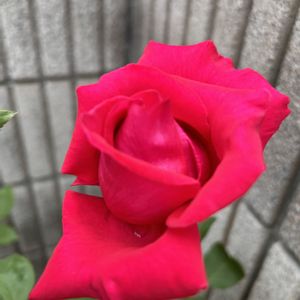 バラ クリスチャン・ディオール,バラ好き,バラを楽しむ,バラのある暮らし,鉢でバラを育てるの画像