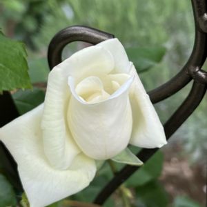 薔薇,白い薔薇,地植え,バラのアーチ,庭の画像