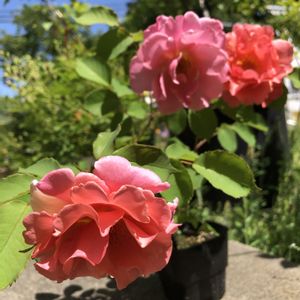 ミニバラ,バラ いおり,バラ サンセットグロウ,鉢植え,挿木の画像