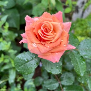 イングリッシュガーデン,ばら バラ 薔薇,庭の画像