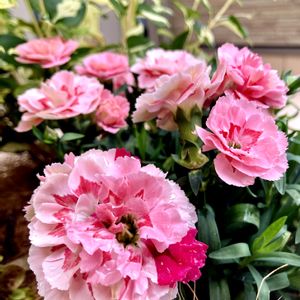 カーネーション オスカー,ピンクの花,玄関先,ありがとう♡,今日のお花の画像