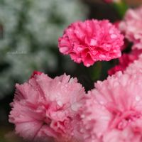 カーネーション,お花,ピンク,母の日,しずくの画像