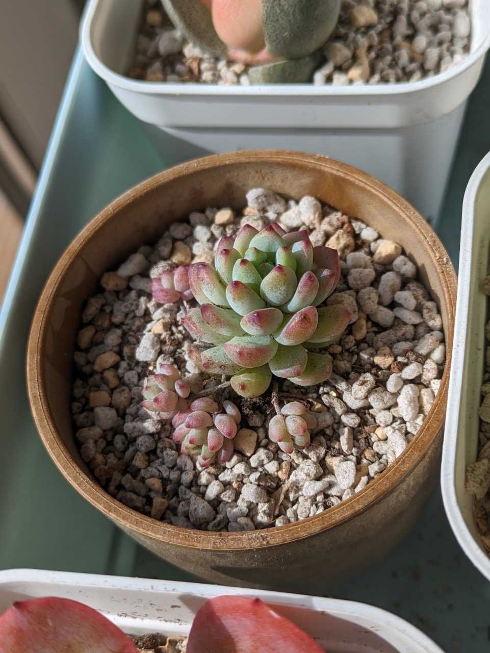 キャラメルの妖精🧚観察日記｜🍀GreenSnap（グリーンスナップ）