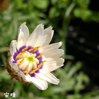 カンパニュラ・アルペンホワイト,カタナンケ,カタナンケ　ホワイト,種まき,花のある暮らしの画像