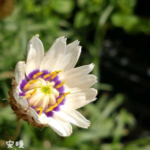 カンパニュラ・アルペンホワイト,カタナンケ,カタナンケ　ホワイト,種まき,花のある暮らしの画像