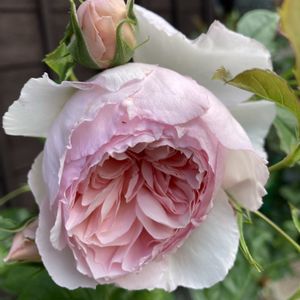 バラ ジャクリーヌ•デュ•プレ,薔薇ウェッジウッドローズ,薔薇ウェッジウッドローズ,鉢植え,白い花の画像