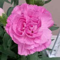 カーネーション,母の日 カーネーション,ミニカーネーション,ピンクの花,ピンクのお花の画像