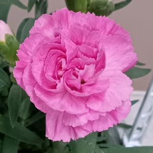 カーネーション,母の日 カーネーション,ミニカーネーション,ピンクの花,ピンクのお花の画像