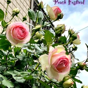 ピエールドゥロンサール,ガーデン,可愛い,咲いた！,つるバラの画像