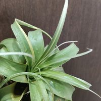 チランジア,エアプランツ,観葉植物,チランジア属,キセログラフィカの画像