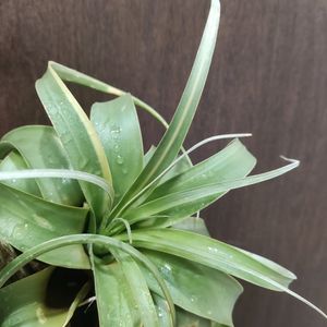 チランジア,エアプランツ,観葉植物,チランジア属,キセログラフィカの画像