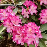 石楠花（シャクナゲ）,温室,フラワーパークの画像